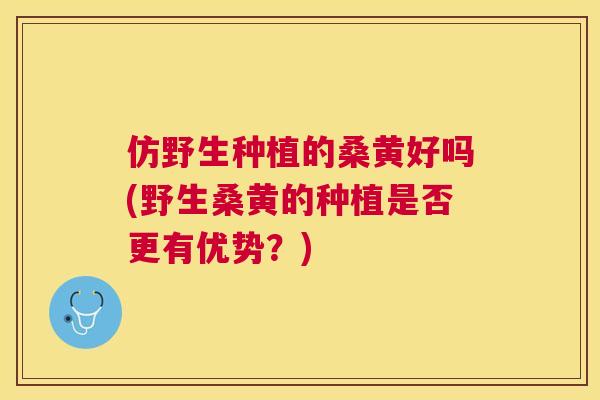 仿野生种植的桑黄好吗(野生桑黄的种植是否更有优势？)