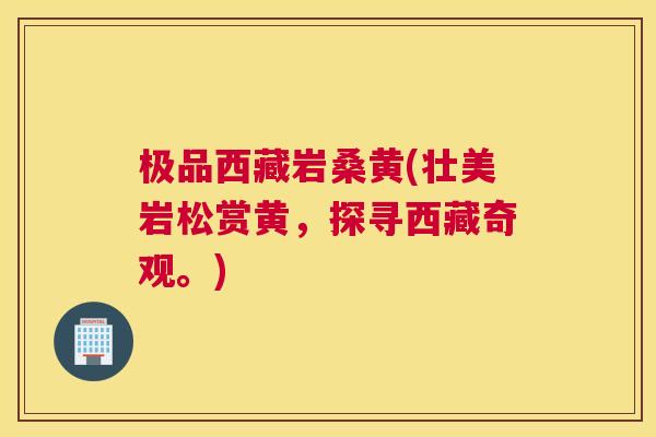 极品西藏岩桑黄(壮美岩松赏黄,探寻西藏奇观。) 极品西藏岩桑黄(壮美岩松赏黄,探寻西藏奇观。)