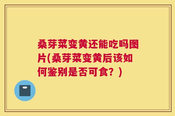 桑芽菜变黄还能吃吗图片(桑芽菜变黄后该如何鉴别是否可食?) 桑芽菜变黄还能吃吗图片(桑芽菜变黄后该如何鉴别是否可食?)