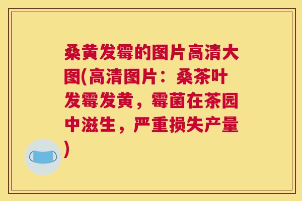 桑黄发霉的图片高清大图(高清图片:桑茶叶发霉发黄,霉菌在茶园中滋生,严重损失产量) 桑黄发霉的图片高清大图(高清图片:桑茶叶发霉发黄,霉菌在茶园中滋生,严重损失产量)