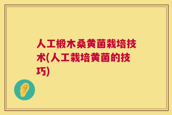 人工椴木桑黄菌栽培技术(人工栽培黄菌的技巧) 人工椴木桑黄菌栽培技术(人工栽培黄菌的技巧)
