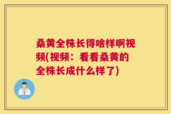 桑黄全株长得啥样啊视频(视频:看看桑黄的全株长成什么样了) 桑黄全株长得啥样啊视频(视频:看看桑黄的全株长成什么样了)