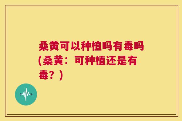 桑黄可以种植吗有毒吗(桑黄:可种植还是有毒?) 桑黄可以种植吗有毒吗(桑黄:可种植还是有毒?)