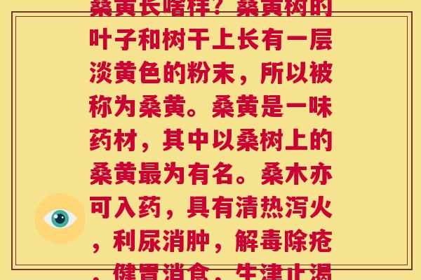桑黄在树上能活多久(桑黄长啥样?桑黄树的叶子和树干上长有一层淡黄色的粉末,所以被称为桑黄。桑黄是一味药材,其中以桑树上的桑黄为有名。桑木亦可入药,具有清热泻火,利尿消肿,除疮,健胃消食,生津止渴等功效。) 桑黄在树上能活多久(桑黄长啥样?桑黄树的叶子和树干上长有一层淡黄色的粉末,所以被称为桑黄。桑黄是一味药材,其中以桑树上的桑黄为有名。桑木亦可入药,具有清热泻火,利尿消肿,除疮,健胃消食,生津止渴等功效。)