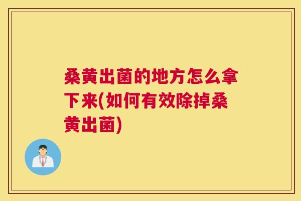 桑黄出菌的地方怎么拿下来(如何有效除掉桑黄出菌) 桑黄出菌的地方怎么拿下来(如何有效除掉桑黄出菌)