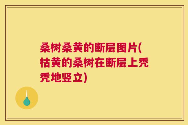桑树桑黄的断层图片(枯黄的桑树在断层上秃秃地竖立) 桑树桑黄的断层图片(枯黄的桑树在断层上秃秃地竖立)