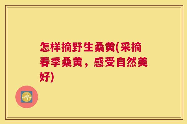 怎样摘野生桑黄(采摘春季桑黄,感受自然美好) 怎样摘野生桑黄(采摘春季桑黄,感受自然美好)
