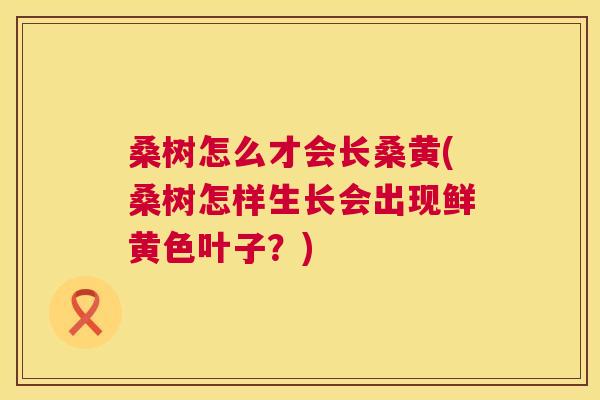 桑树怎么才会长桑黄(桑树怎样生长会出现鲜黄色叶子?) 桑树怎么才会长桑黄(桑树怎样生长会出现鲜黄色叶子?)