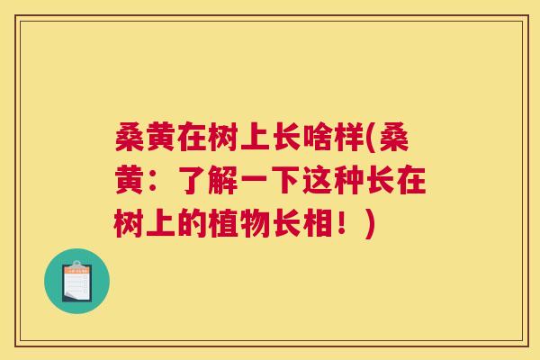 桑黄在树上长啥样(桑黄:了解一下这种长在树上的植物长相!) 桑黄在树上长啥样(桑黄:了解一下这种长在树上的植物长相!)