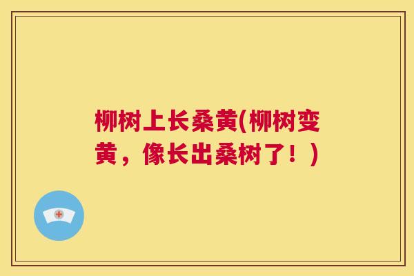 柳树上长桑黄(柳树变黄,像长出桑树了!) 柳树上长桑黄(柳树变黄,像长出桑树了!)