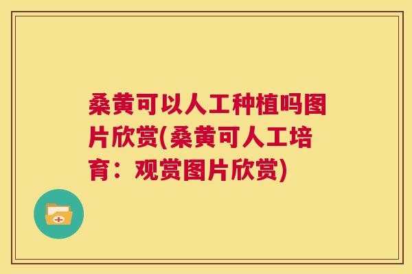 桑黄可以人工种植吗图片欣赏(桑黄可人工培育:观赏图片欣赏) 桑黄可以人工种植吗图片欣赏(桑黄可人工培育:观赏图片欣赏)