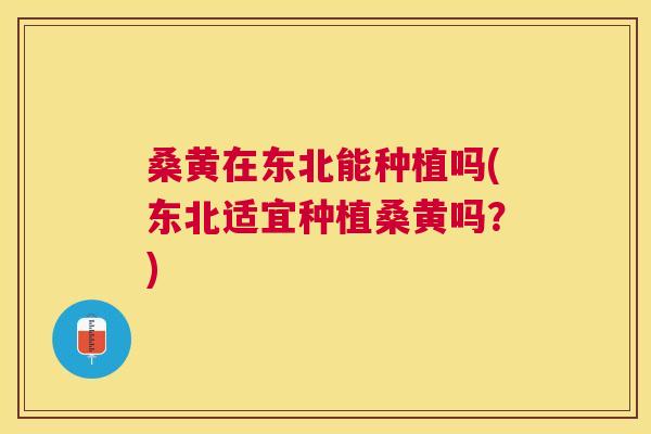 桑黄在东北能种植吗(东北适宜种植桑黄吗?) 桑黄在东北能种植吗(东北适宜种植桑黄吗?)