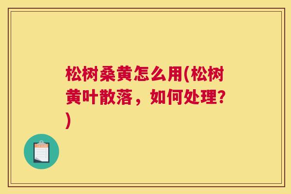 松树桑黄怎么用(松树黄叶散落,如何处理?) 松树桑黄怎么用(松树黄叶散落,如何处理?)