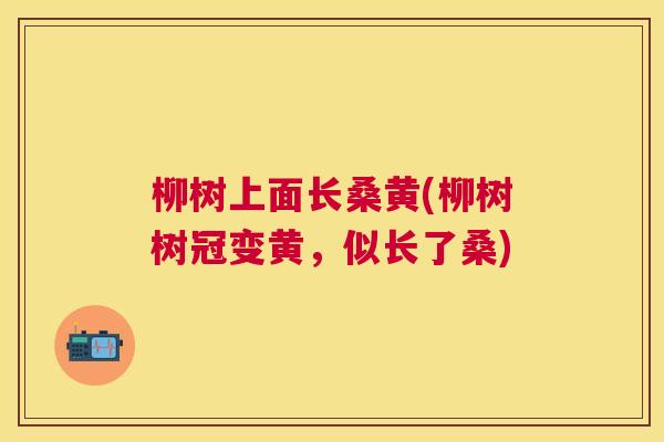 柳树上面长桑黄(柳树树冠变黄,似长了桑) 柳树上面长桑黄(柳树树冠变黄,似长了桑)
