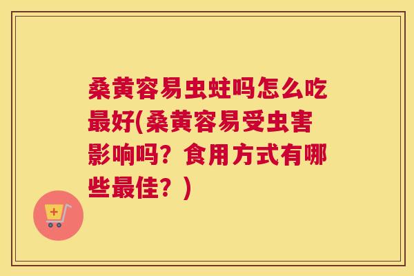 桑黄容易虫蛀吗怎么吃好(桑黄容易受虫害影响吗?食用方式有哪些佳?) 桑黄容易虫蛀吗怎么吃好(桑黄容易受虫害影响吗?食用方式有哪些佳?)