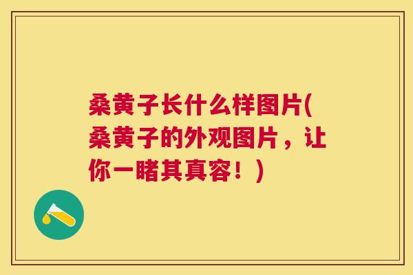 桑黄子长什么样图片(桑黄子的外观图片,让你一睹其真容!) 桑黄子长什么样图片(桑黄子的外观图片,让你一睹其真容!)