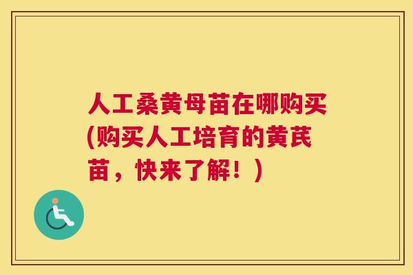 人工桑黄母苗在哪购买(购买人工培育的黄芪苗,快来了解!) 人工桑黄母苗在哪购买(购买人工培育的黄芪苗,快来了解!)