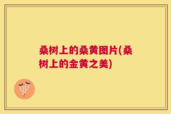 桑树上的桑黄图片(桑树上的金黄之美) 桑树上的桑黄图片(桑树上的金黄之美)