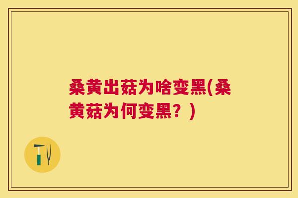 桑黄出菇为啥变黑(桑黄菇为何变黑？)