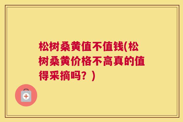 松树桑黄值不值钱(松树桑黄价格不高真的值得采摘吗?) 松树桑黄值不值钱(松树桑黄价格不高真的值得采摘吗?)