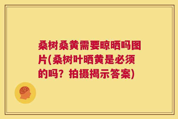 桑树桑黄需要晾晒吗图片(桑树叶晒黄是必须的吗?拍摄揭示答案) 桑树桑黄需要晾晒吗图片(桑树叶晒黄是必须的吗?拍摄揭示答案)