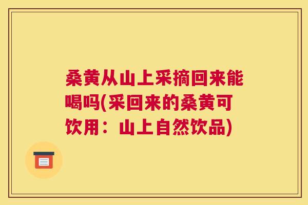 桑黄从山上采摘回来能喝吗(采回来的桑黄可饮用:山上自然饮品) 桑黄从山上采摘回来能喝吗(采回来的桑黄可饮用:山上自然饮品)