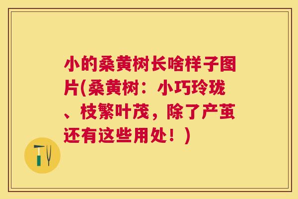 小的桑黄树长啥样子图片(桑黄树:小巧玲珑、枝繁叶茂,除了产茧还有这些用处!) 小的桑黄树长啥样子图片(桑黄树:小巧玲珑、枝繁叶茂,除了产茧还有这些用处!)