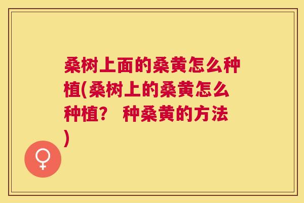 桑树上面的桑黄怎么种植(桑树上的桑黄怎么种植? 种桑黄的方法) 桑树上面的桑黄怎么种植(桑树上的桑黄怎么种植? 种桑黄的方法)