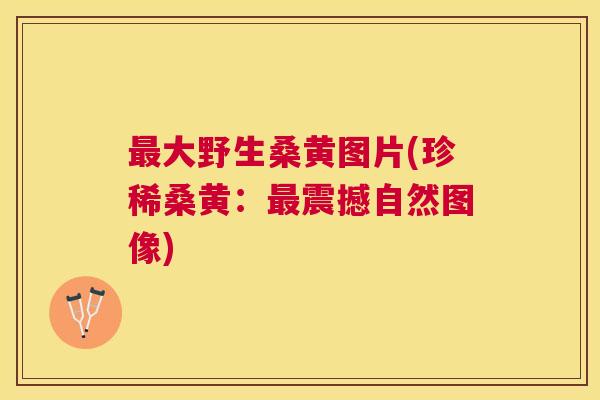 大野生桑黄图片(珍稀桑黄：震撼自然图像)