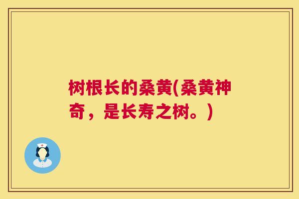 树根长的桑黄(桑黄神奇,是长寿之树。) 树根长的桑黄(桑黄神奇,是长寿之树。)