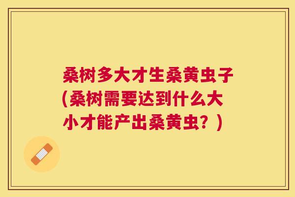 桑树多大才生桑黄虫子(桑树需要达到什么大小才能产出桑黄虫?) 桑树多大才生桑黄虫子(桑树需要达到什么大小才能产出桑黄虫?)