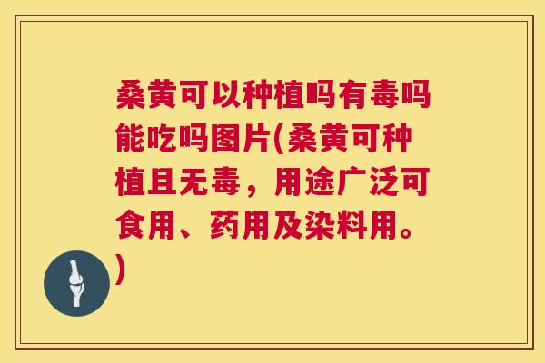 桑黄可以种植吗有毒吗能吃吗图片(桑黄可种植且无毒,用途广泛可食用、药用及染料用。) 桑黄可以种植吗有毒吗能吃吗图片(桑黄可种植且无毒,用途广泛可食用、药用及染料用。)
