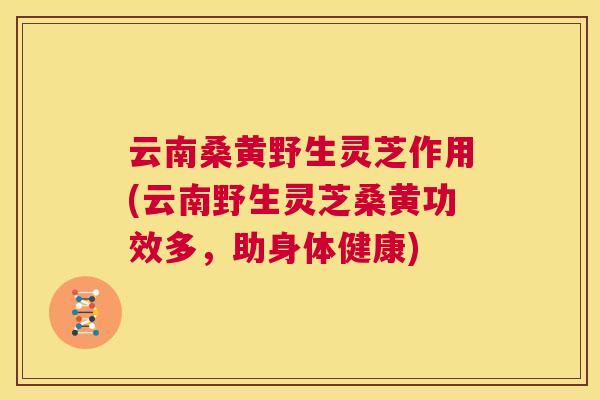 云南桑黄野生灵芝作用(云南野生灵芝桑黄功效多,助身体健康) 云南桑黄野生灵芝作用(云南野生灵芝桑黄功效多,助身体健康)