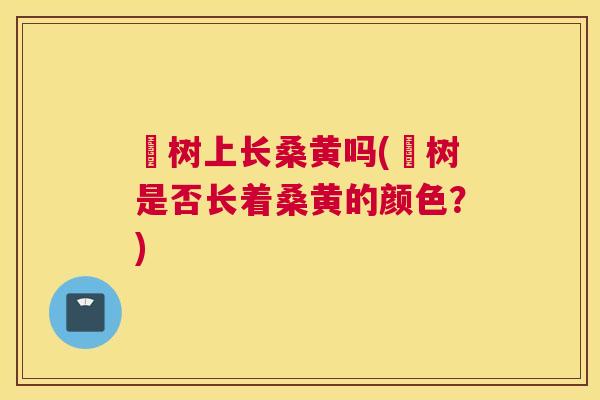枊树上长桑黄吗(枊树是否长着桑黄的颜色?) 枊树上长桑黄吗(枊树是否长着桑黄的颜色?)