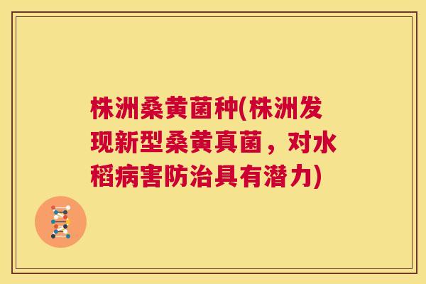 株洲桑黄菌种(株洲发现新型桑黄真菌,对水稻害防具有潜力) 株洲桑黄菌种(株洲发现新型桑黄真菌,对水稻害防具有潜力)