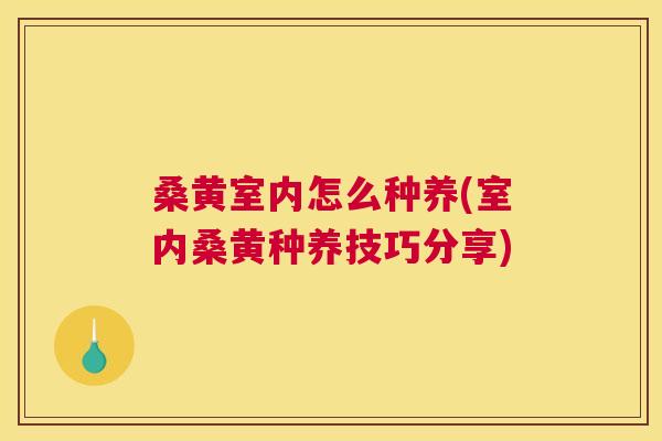 桑黄室内怎么种养(室内桑黄种养技巧分享)