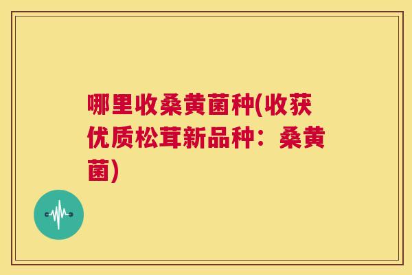 哪里收桑黄菌种(收获优质松茸新品种:桑黄菌) 哪里收桑黄菌种(收获优质松茸新品种:桑黄菌)