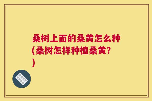 桑树上面的桑黄怎么种(桑树怎样种植桑黄?) 桑树上面的桑黄怎么种(桑树怎样种植桑黄?)