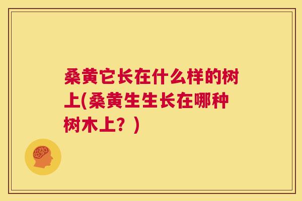 桑黄它长在什么样的树上(桑黄生生长在哪种树木上?) 桑黄它长在什么样的树上(桑黄生生长在哪种树木上?)