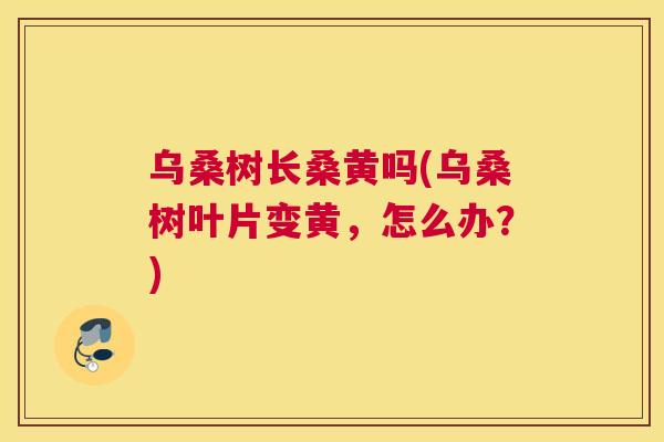 乌桑树长桑黄吗(乌桑树叶片变黄,怎么办?) 乌桑树长桑黄吗(乌桑树叶片变黄,怎么办?)