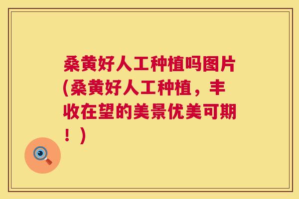 桑黄好人工种植吗图片(桑黄好人工种植,丰收在望的美景优美可期!) 桑黄好人工种植吗图片(桑黄好人工种植,丰收在望的美景优美可期!)