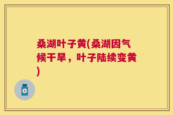 桑湖叶子黄(桑湖因气候干旱,叶子陆续变黄) 桑湖叶子黄(桑湖因气候干旱,叶子陆续变黄)