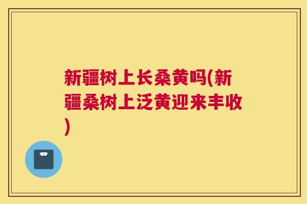 新疆树上长桑黄吗(新疆桑树上泛黄迎来丰收) 新疆树上长桑黄吗(新疆桑树上泛黄迎来丰收)