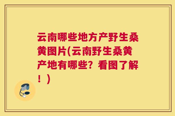 云南哪些地方产野生桑黄图片(云南野生桑黄产地有哪些?看图了解!) 云南哪些地方产野生桑黄图片(云南野生桑黄产地有哪些?看图了解!)