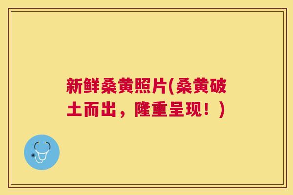 新鲜桑黄照片(桑黄破土而出,隆重呈现!) 新鲜桑黄照片(桑黄破土而出,隆重呈现!)