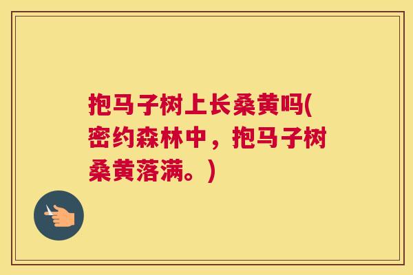 抱马子树上长桑黄吗(密约森林中,抱马子树桑黄落满。) 抱马子树上长桑黄吗(密约森林中,抱马子树桑黄落满。)