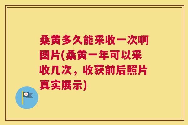 桑黄多久能采收一次啊图片(桑黄一年可以采收几次,收获前后照片真实展示) 桑黄多久能采收一次啊图片(桑黄一年可以采收几次,收获前后照片真实展示)