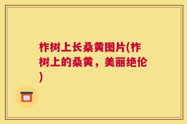 柞树上长桑黄图片(柞树上的桑黄,美丽绝伦) 柞树上长桑黄图片(柞树上的桑黄,美丽绝伦)