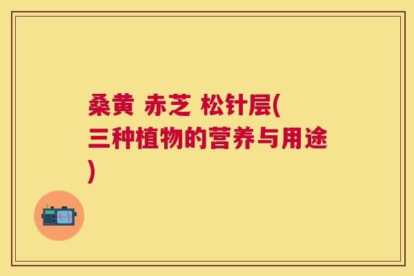 桑黄 赤芝 松针层(三种植物的营养与用途) 桑黄 赤芝 松针层(三种植物的营养与用途)