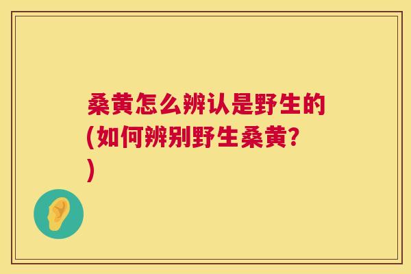 桑黄怎么辨认是野生的(如何辨别野生桑黄?) 桑黄怎么辨认是野生的(如何辨别野生桑黄?)